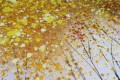 Yellow Tree gold 2 wall decor detail texture